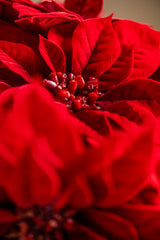 9 Inch Red Poinsettia Pick