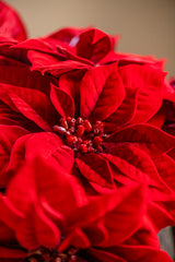9 Inch Red Poinsettia Pick