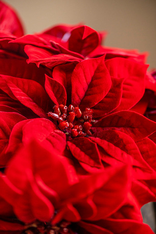 9 Inch Red Poinsettia Pick
