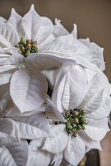 9 Inch White Poinsettia Pick