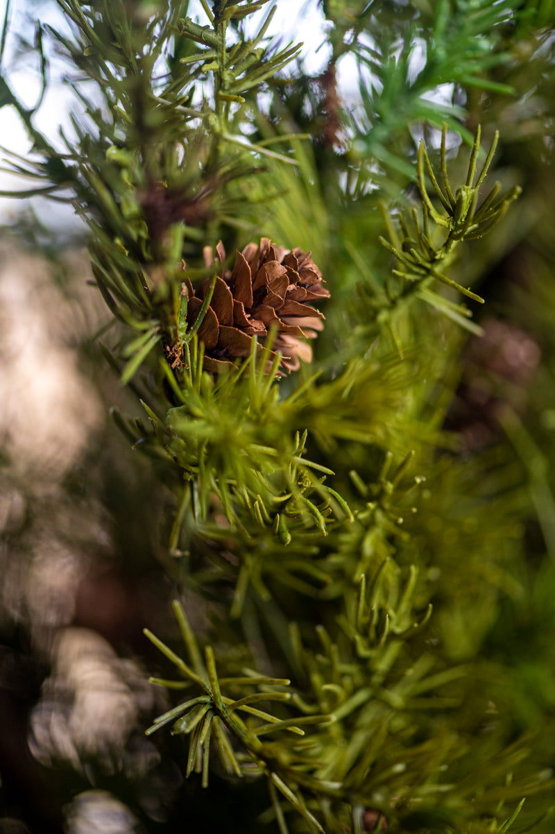 40 Inch Pine Stem w/Small Pinecones