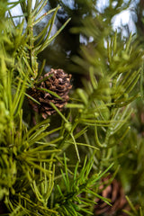 40 Inch Pine Stem w/Small Pinecones