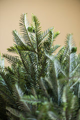 30 Inch Real Touch Pine Stem w/Pods