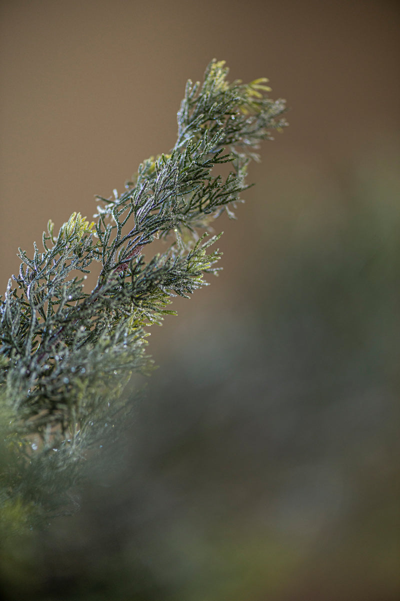 33 Inch Glittered Cedar Branch
