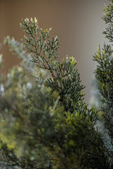 33 Inch Glittered Cedar Branch