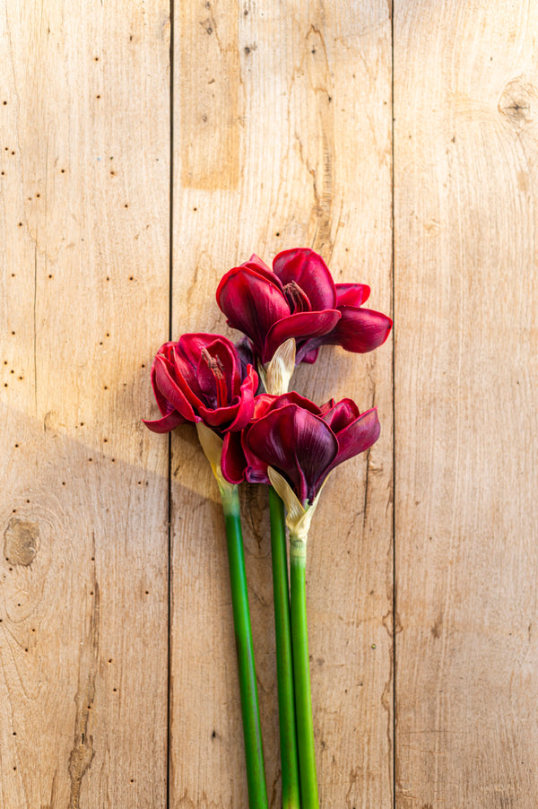 28 Inch Real Touch Burgundy Amaryllis Stem