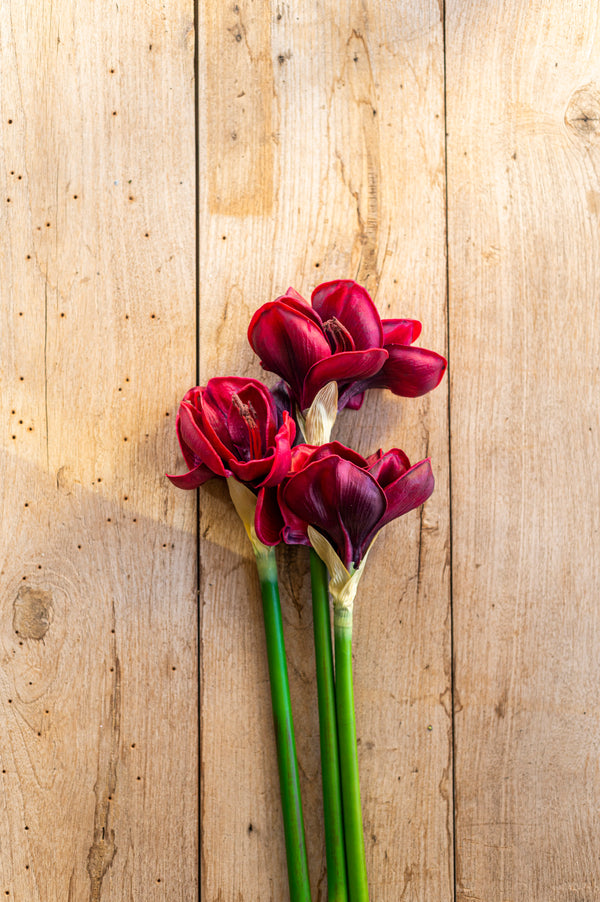 28 Inch Real Touch Burgundy Amaryllis Stem
