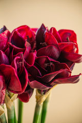 28 Inch Real Touch Burgundy Amaryllis Stem