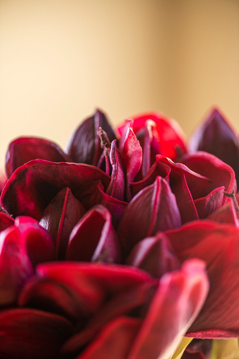 28 Inch Real Touch Burgundy Amaryllis Stem