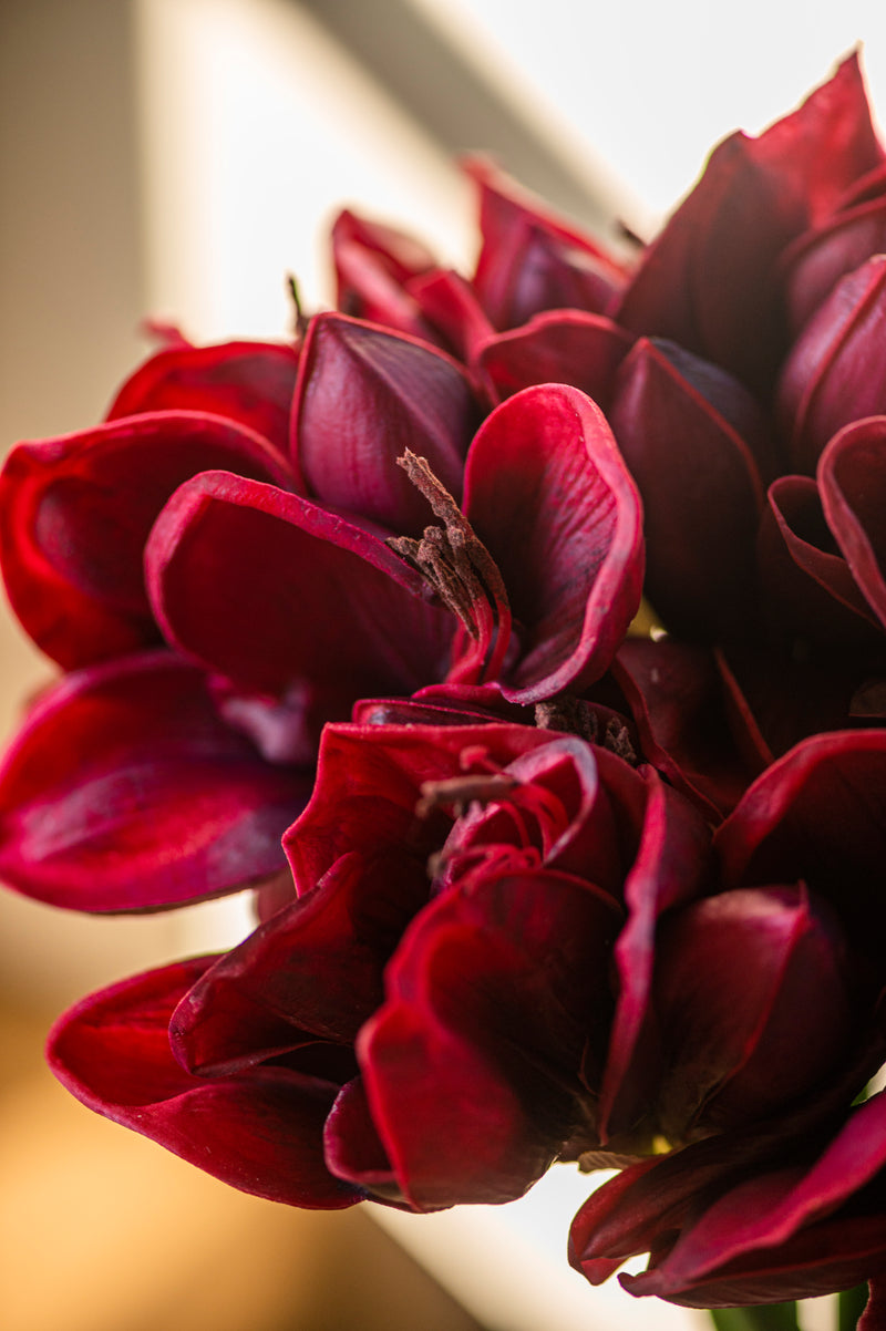 28 Inch Real Touch Burgundy Amaryllis Stem