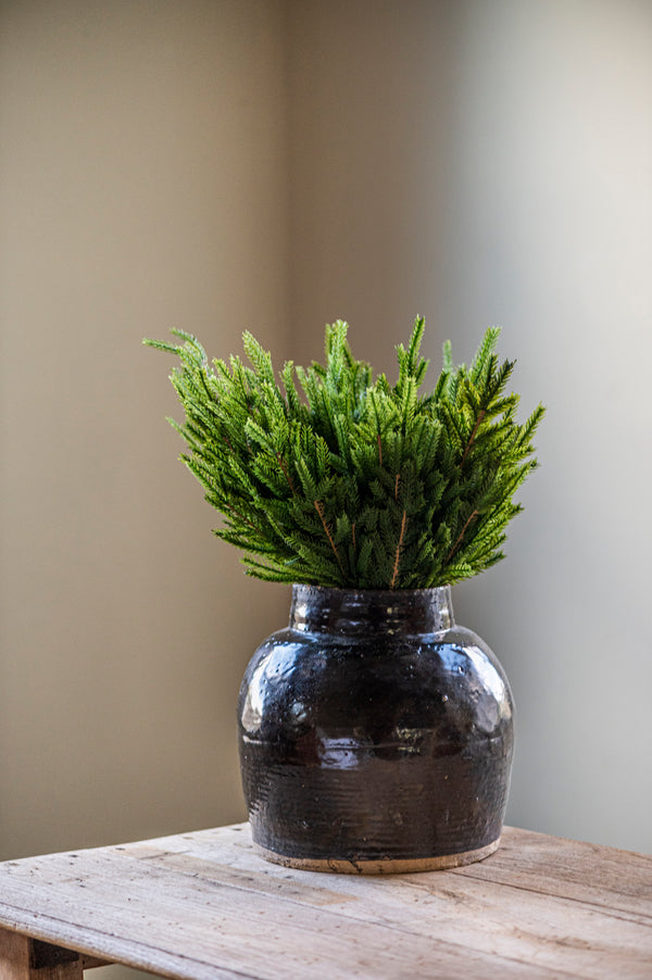 19 Inch Real Touch Norfolk Pine Stem