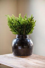 19 Inch Real Touch Norfolk Pine Stem