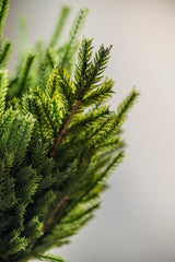 19 Inch Real Touch Norfolk Pine Stem