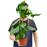 MONSTERA DELICIOSA 6-inch