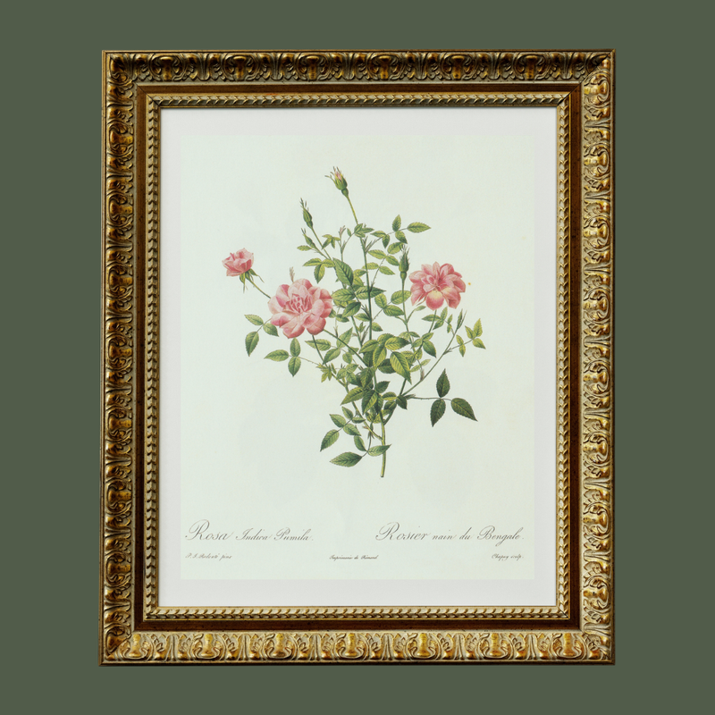 Rose Bush Antique Print