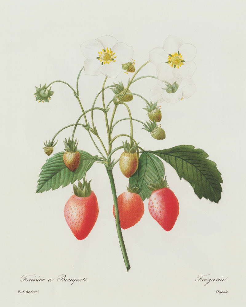 Strawberry Botanical Antique Print