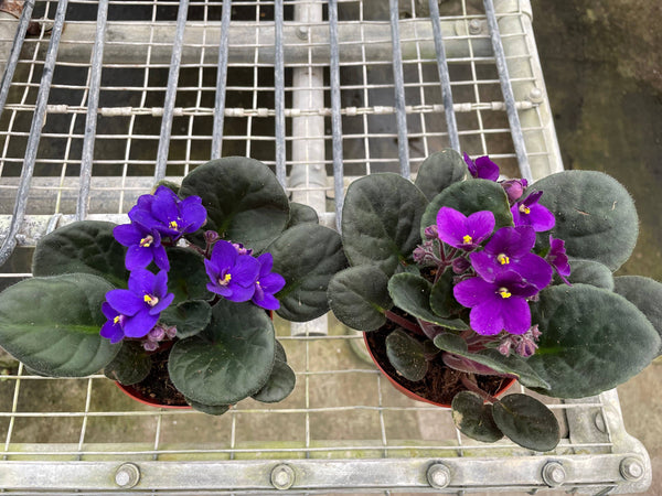 African Violet - 4" Pot