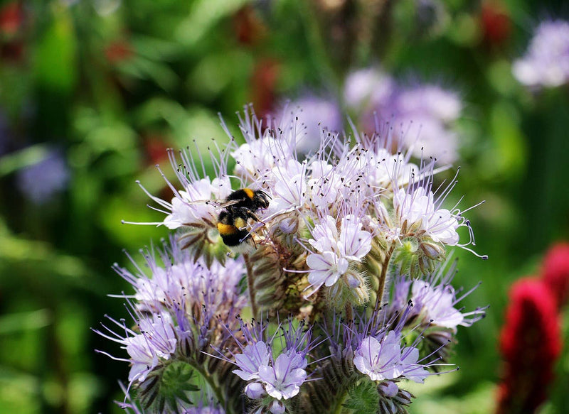 Purple Tansy Pollinator Garden Seeds