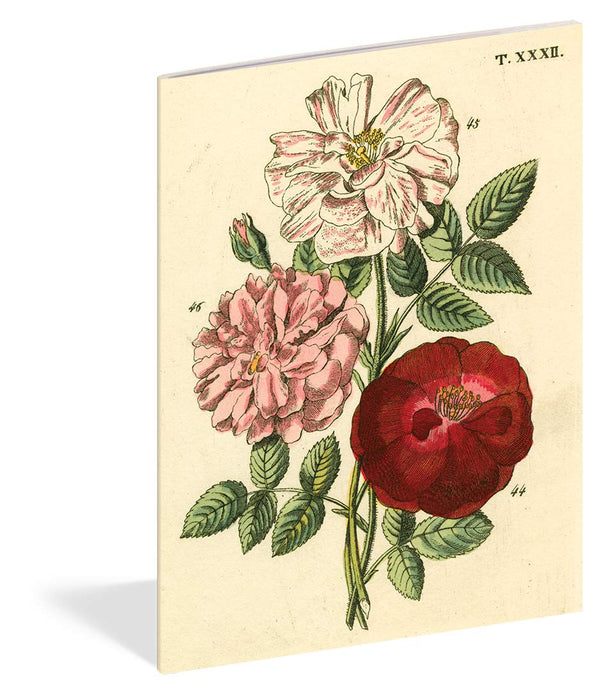 John Derian Paper Goods: Everything Roses Notebooks FORMAT: Paperback