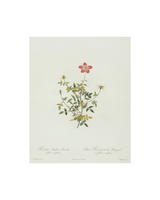 Petite Pink Floral Antique Print