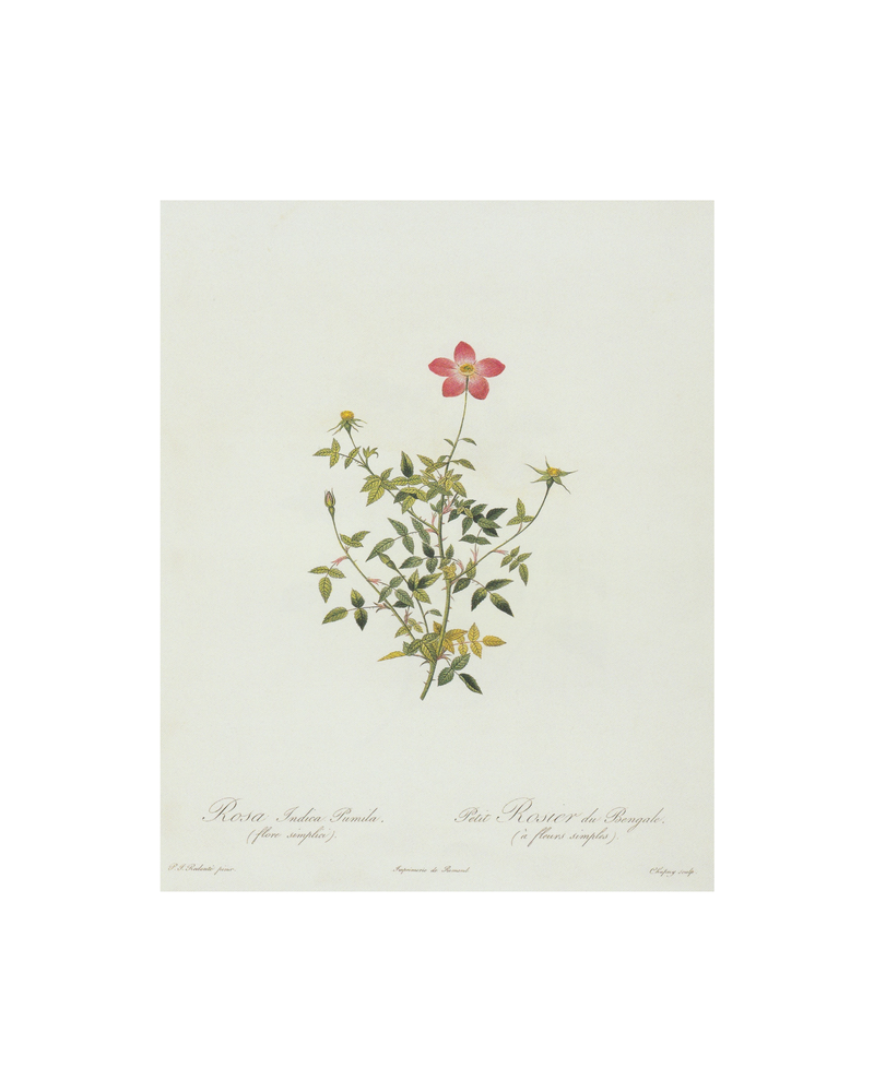 Petite Pink Floral Antique Print