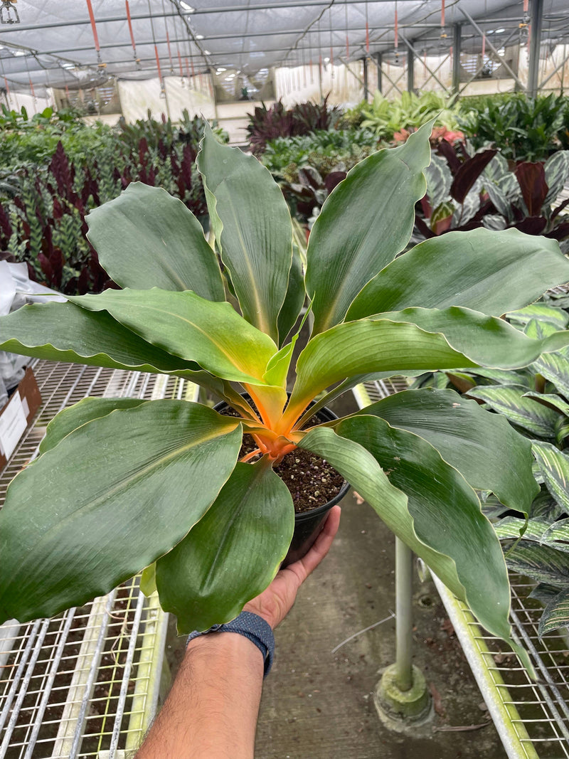 Spider Plant 'Fire Flash' - 6" Pot