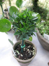 Live Euonymus Topiary in 5 inch pot