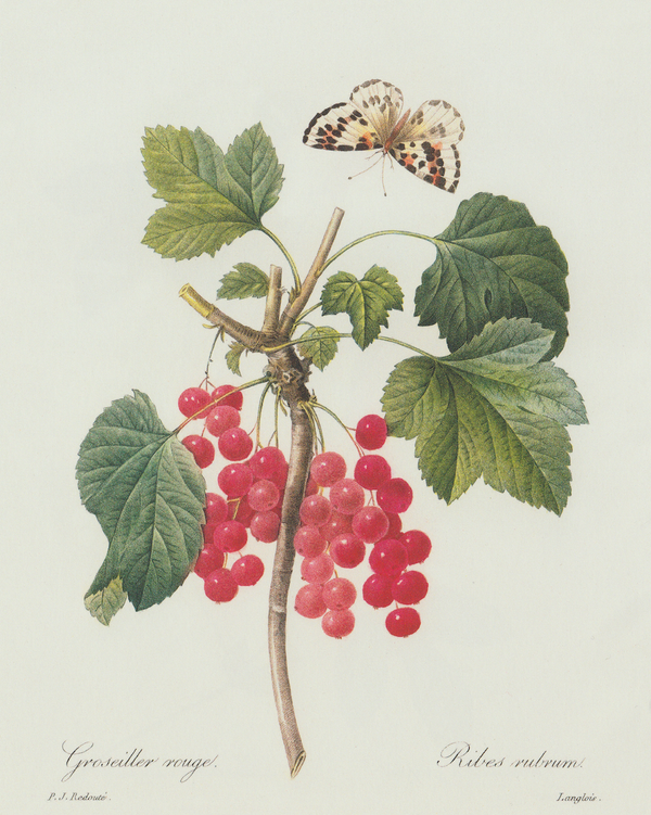 Berries & Butterflies Antique Art Print