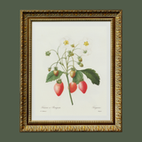 Strawberry Botanical Antique Print