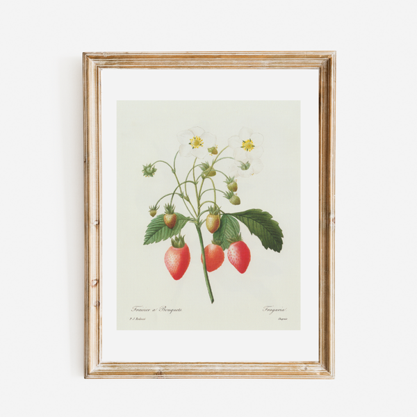 Strawberry Botanical Antique Print