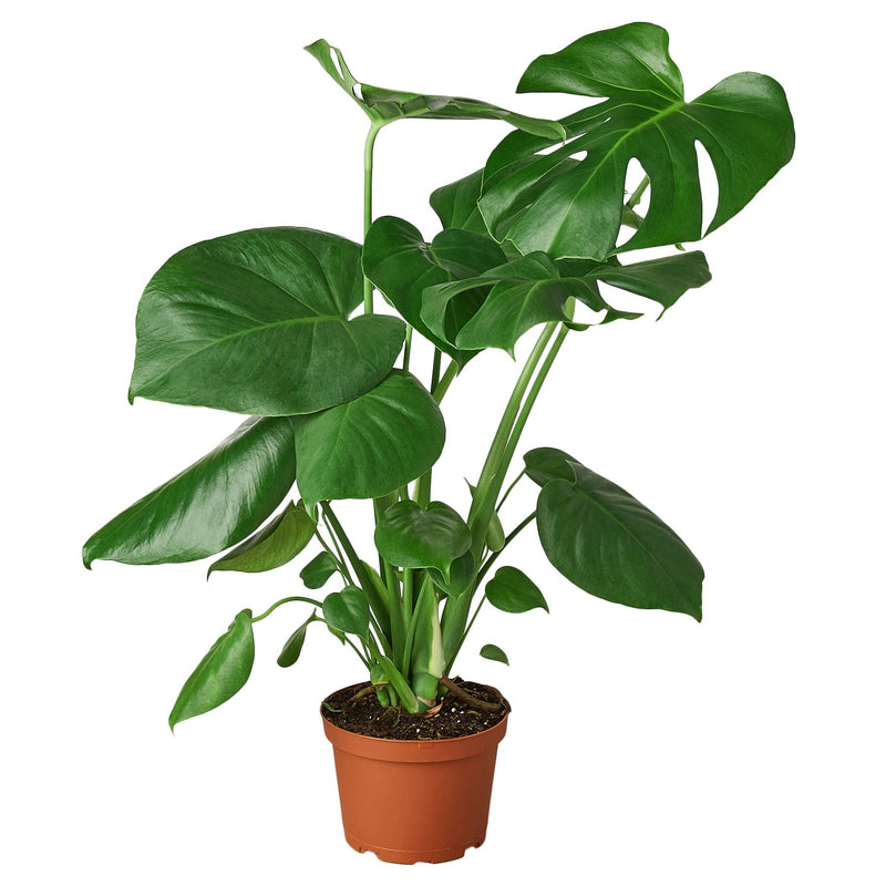 MONSTERA DELICIOSA 6-inch