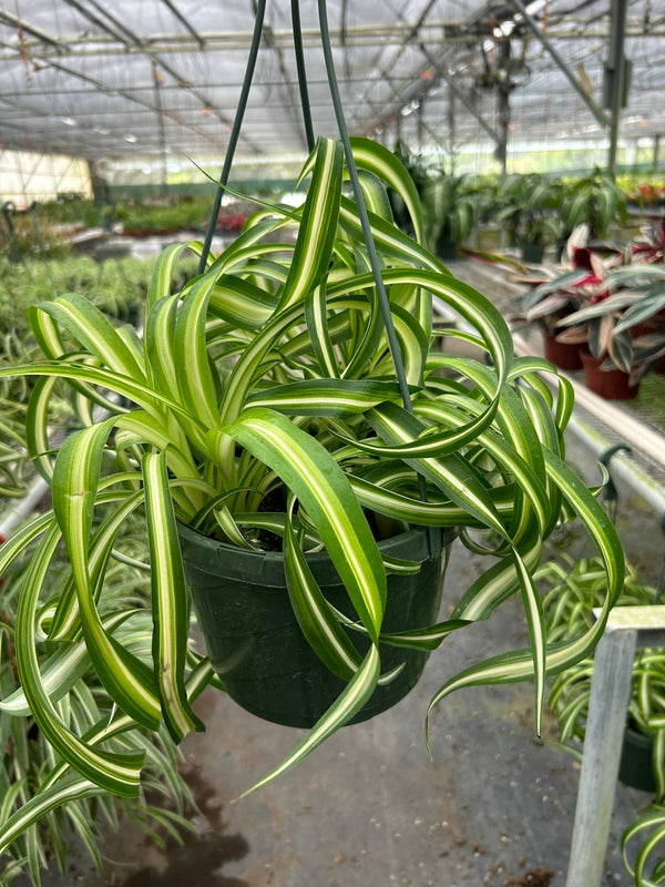 Spider Plant 'Bonnie' - 8" Pot