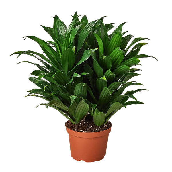 DRACAENA JANET CRAIG 6-inch