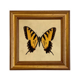 Tiger Swallowtail Butterfly Vintage Style Illustration Print