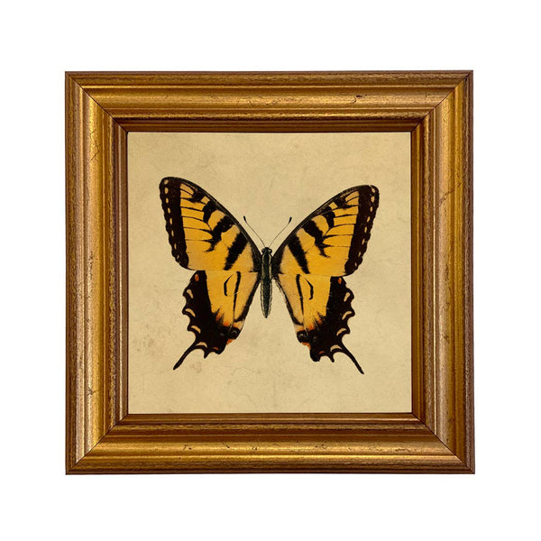 Tiger Swallowtail Butterfly Vintage Style Illustration Print