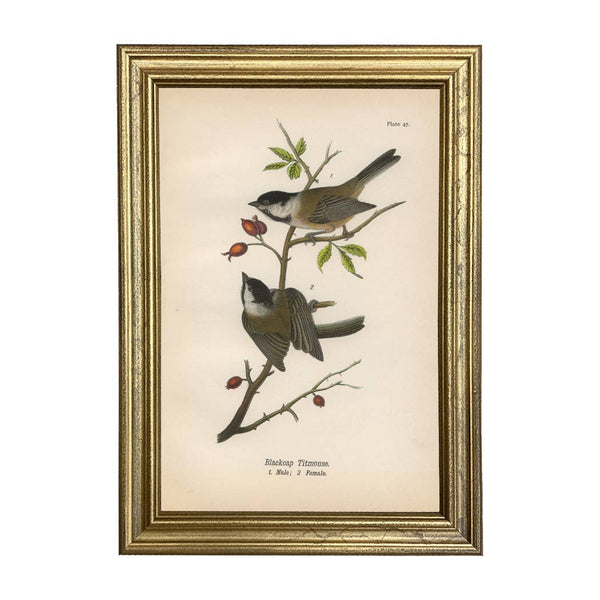 Blackcap Titmouse Color Illustration Print under Glass