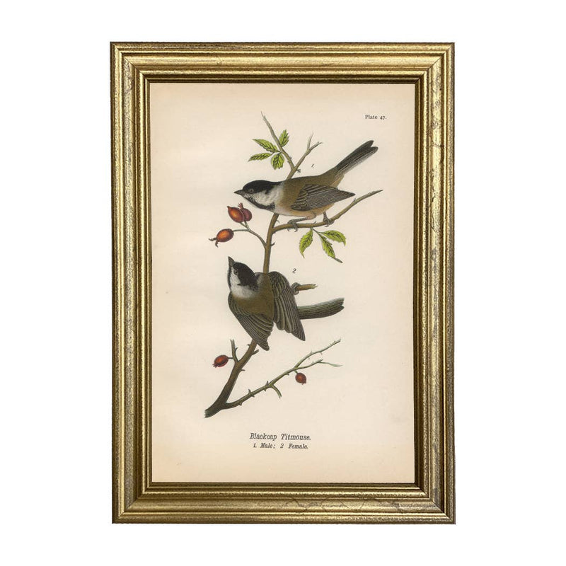 Blackcap Titmouse Color Illustration Print under Glass