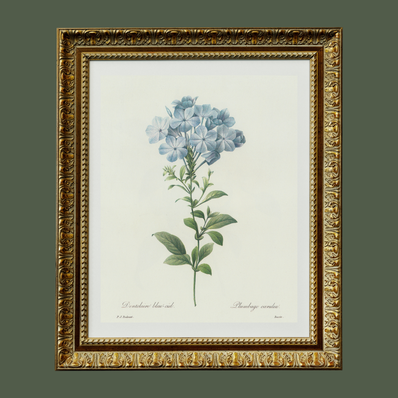 Blue Hydrangea Antique Print