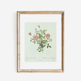 Rose Bush Antique Print