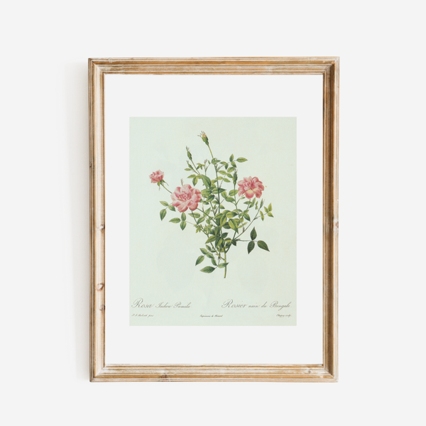 Rose Bush Antique Print