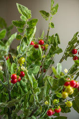 36" Real Touch Tomato Spray