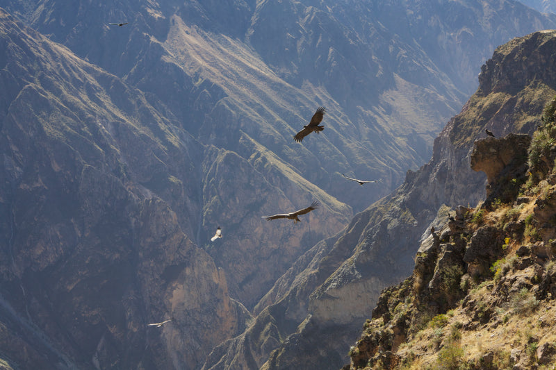 Learn Andean Shamanism: Your True Self Awakens (10-Month Course)