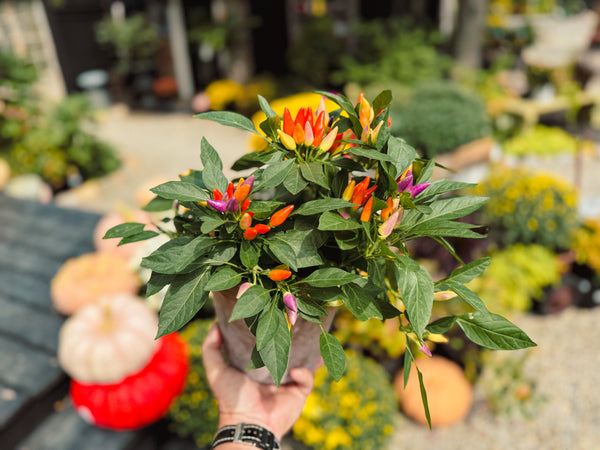 Ornamental Pepper 'Numex Easter'