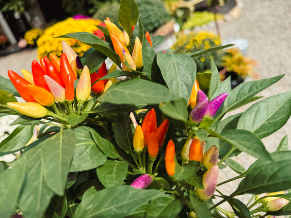 Ornamental Pepper 'Numex Easter'