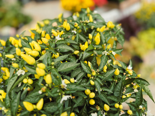 Ornamental Pepper 'Sedona Sun'