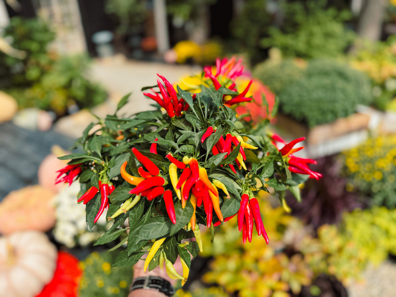 chili plant indoors Ornamental Pepper 'Chilly Chili" – The Margaret Cleveland