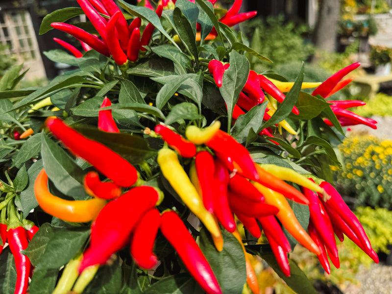 Ornamental Pepper 'Chilly Chili"