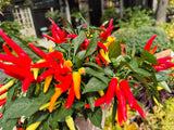 Ornamental Pepper 'Chilly Chili"