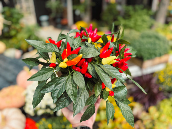 Ornamental Pepper 'Treasures Red'