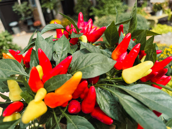 Ornamental Pepper 'Treasures Red'